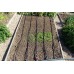 Аккумулятор AAAA-Class LG Optimus Vu 3 / BL-54SG